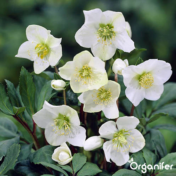 Christrose mit weißen Blüten und grünen Blättern. Organifer Logo.
