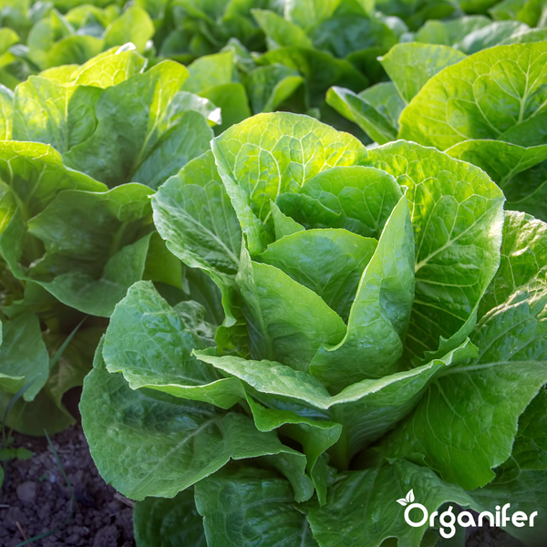 Frischer Römersalat wächst im Gartenboden, Organifer Logo.