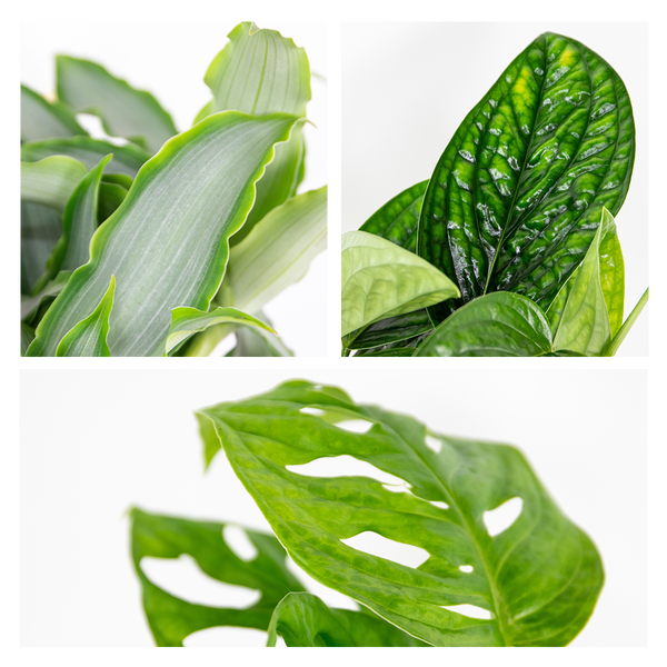 6x Botanische Zimmerpflanzen-Mix - Epipremnum - Monstera Monkey - Murdannia - ⌀12 cm - 20-25 cm