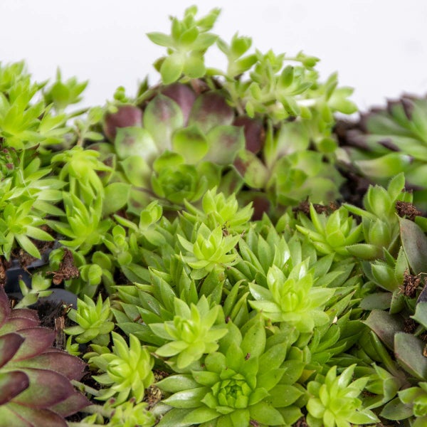 Bloomique - 6er-Mix - Sedum-Mischung - Hauswurz - Gartenpflanzen - Winterhart - Bodendecker - Höhe 8-12 cm - Topf 7 cm