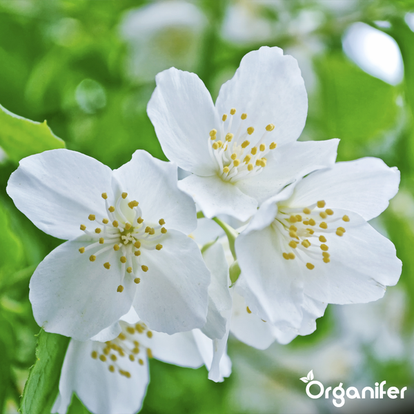 Weiße Pfeifenstrauchblüten mit gelben Staubblättern. Organifer Logo.