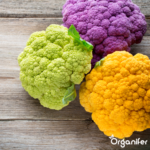 Bunter Blumenkohl für den Eigenanbau im Gemüsegarten, Organifer Logo.