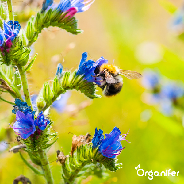 Schmetterlings- und Bienenmischung - Nektar - 40 Arten (1kg für 500 m2) - Organifer