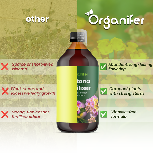 Organifer Logo. Organifer Flüssigdünger für Wandelröschen im Vergleich. Vorteile: reiche Blüte, starke Stiele, vinassefreie Formel.