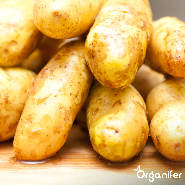 Drei Säcke Organifer Saatkartoffeln der Sorten Frieslander, Desiree und Annabelle mit je 2,5 kg Inhalt