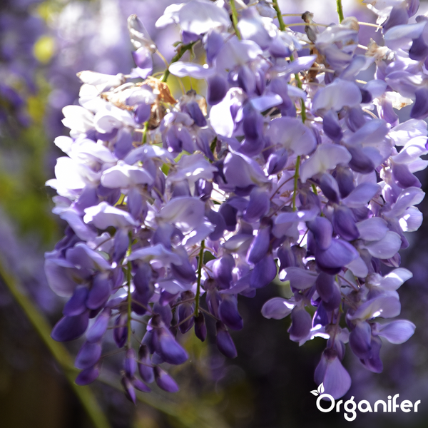 Blühender Blauregen mit violetten Blütenrispen, Organifer Logo.