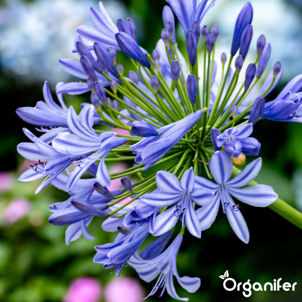 Nahaufnahme einer blauen Schmucklilie Agapanthus mit Organifer Logo.