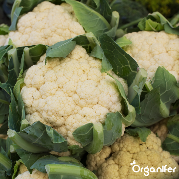 Frischer Blumenkohl mit grünen Blättern. Organifer Logo.