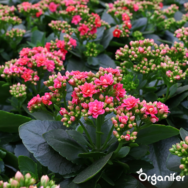 Kalanchoe Zimmerpflanzen mit rosa Blüten und dunkelgrünen Blättern, Organifer Logo.