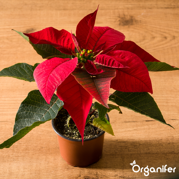 Weihnachtsstern mit roten Hochblättern und grünen Blättern im Topf, Organifer Logo.