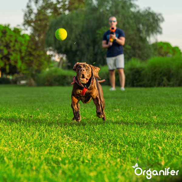 Ein brauner Hund rennt über einen grünen Rasen auf einen fliegenden Tennisball zu, im Hintergrund steht ein Mann mit Ballschleuder. Organifer Logo.