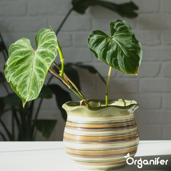 Philodendron-Pflanzen mit samtigen, herzförmigen Blättern in Töpfen, Organifer Logo.