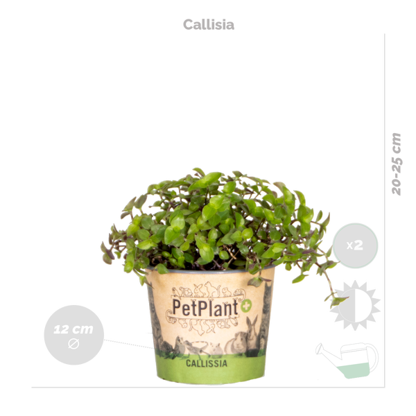 Bloomique - 6er-Set - Haustierfreundliche Pflanzen - Chlorophytum, Cyperus, Callisia - Zimmerpflanzen - 20-30 cm Hoch - Topf 12 cm