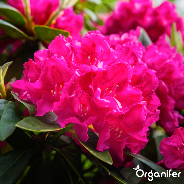 Blühender rosa Rhododendron mit grünen Blättern. Organifer Logo.