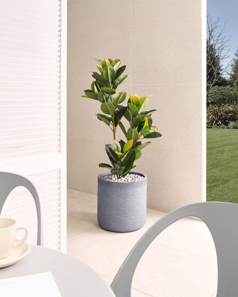 Dekorative Zimmerpflanze in einem strukturierten Topf