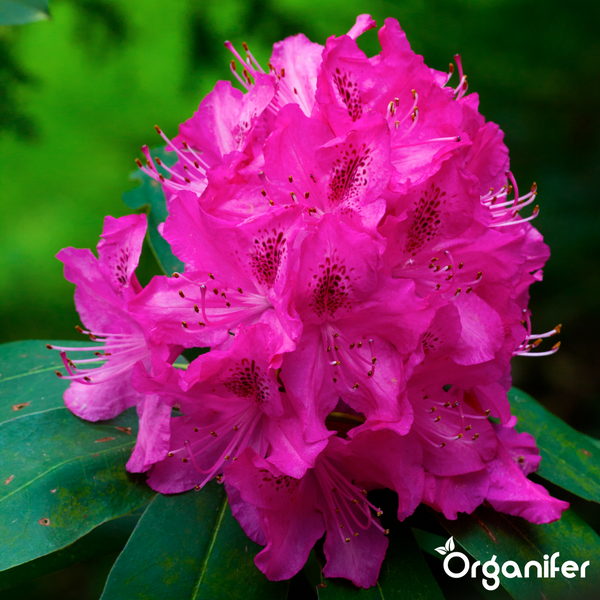 Rosa Rhododendron mit dunklen Punkten auf den Blütenblättern und grünen Blättern, Organifer Logo