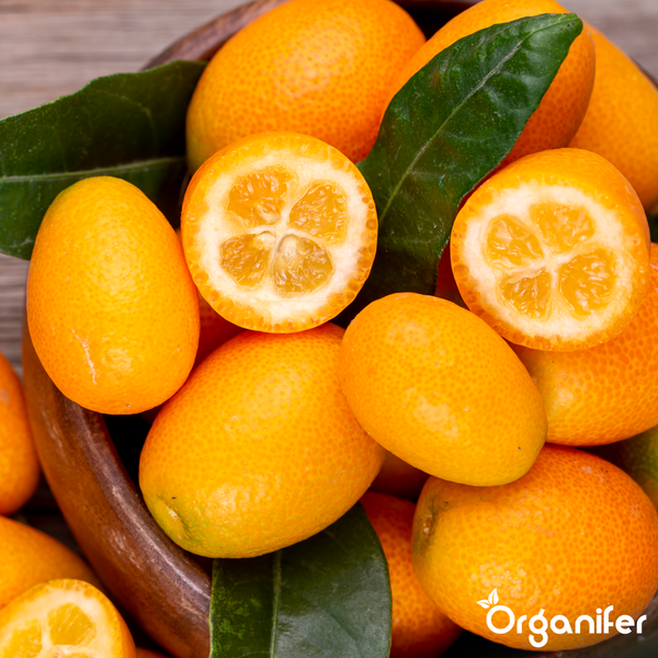 Ganze und halbierte Kumquats mit Blättern in einer Schüssel. Organifer Logo.
