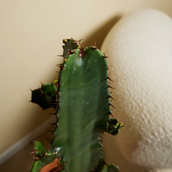 Doldenblütler mit gelben Blüten