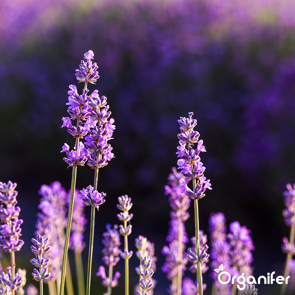 Blühender Lavendel im Garten, Organifer Logo.