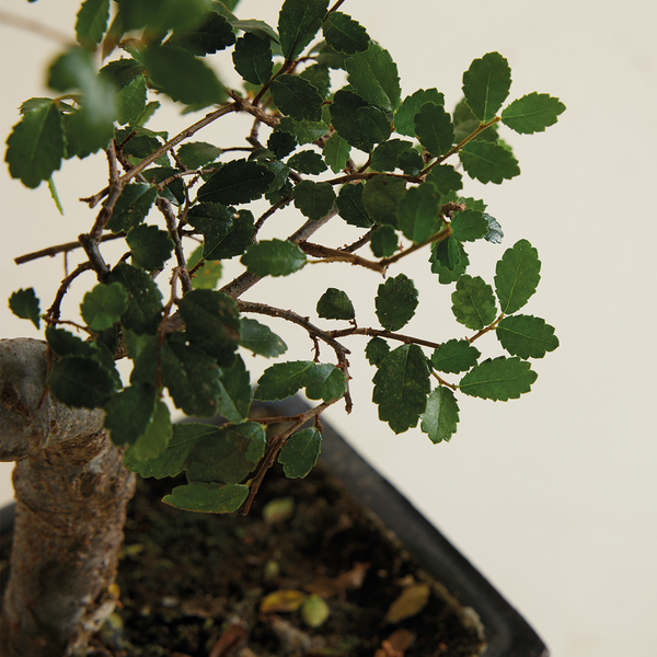 Bloomique - Bonsai Zelkova - S-Form - Bonsaibaum - Zimmerpflanzen - Höhe 20-30 cm - 15 cm breit - inklusive Keramiktopf und Schale