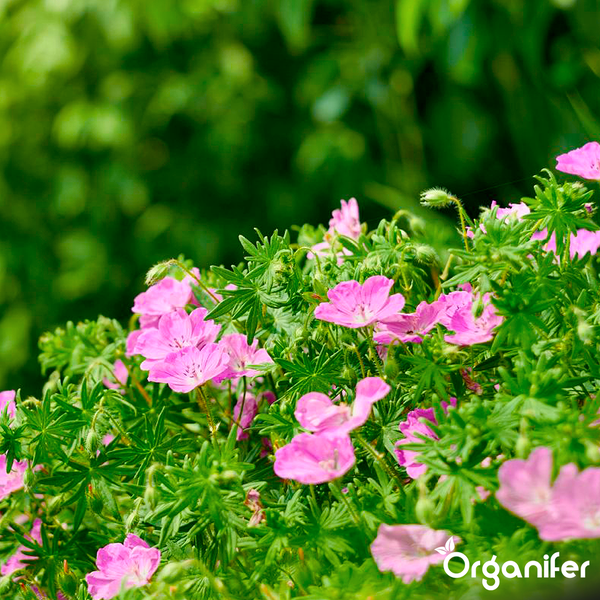 Rosa Geranienblüten mit grünen Blättern und Organifer Logo.