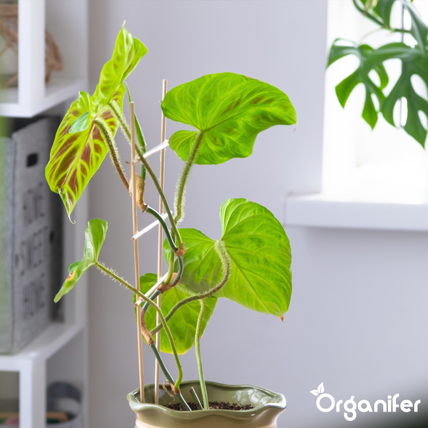 Zimmerpflanze Monstera mit großen herzförmigen Blättern in hellem Raum. Organifer Logo.