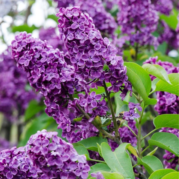 Syringa 'Bloomerang Dark Purple' - Flieder - Strauch - Winterherz – ⌀13 cm - ↕15-20 cm