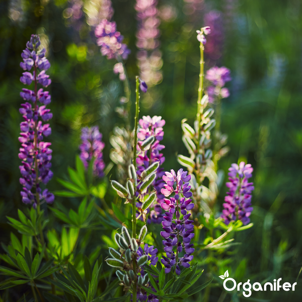 Lilafarbene Lupinenblüten in einem Garten mit grünen Blättern im hellen Sonnenlicht. Organifer Logo.