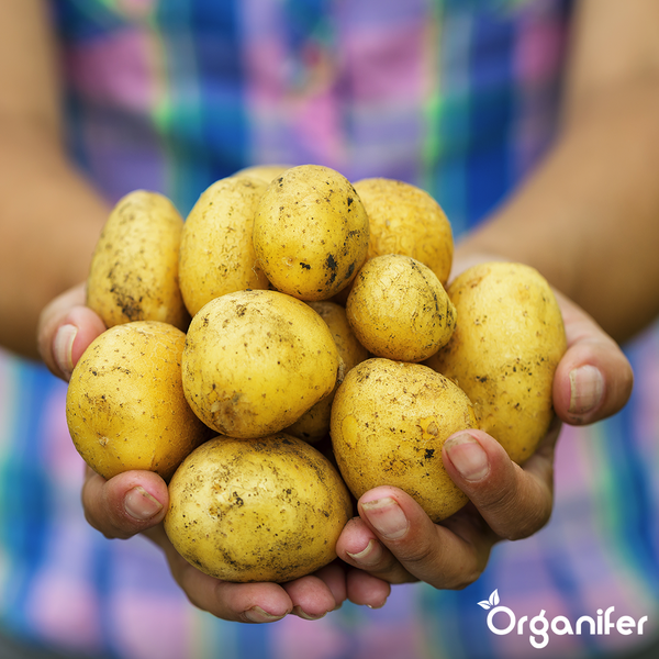 Summer Fun Combi Langzeit-Tabs zur Pool-Dauerdesinfektion, 5 kg