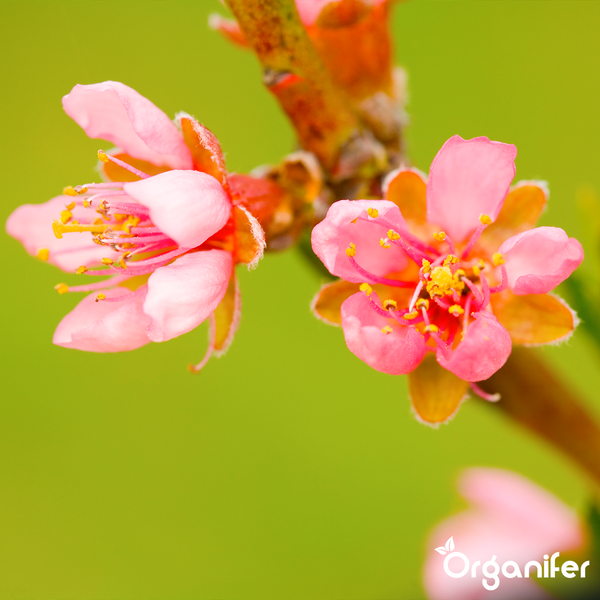 Nahaufnahme von rosafarbenen Blüten an einem Ast mit Organifer Logo.