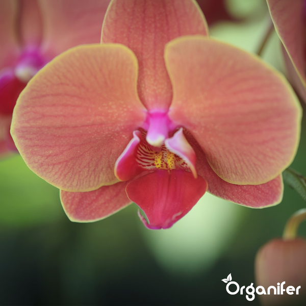 Blühende Phalaenopsis Orchidee mit weiß-violett gepunkteten Blütenblättern und einer Knospe. Organifer Logo.