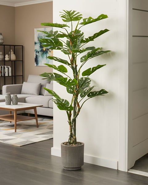 Dekorative Monstera-Pflanze in modernem Wohnzimmer