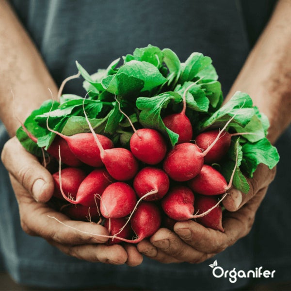 Salat-Saatgutpaket - 20 Arten - Organifer