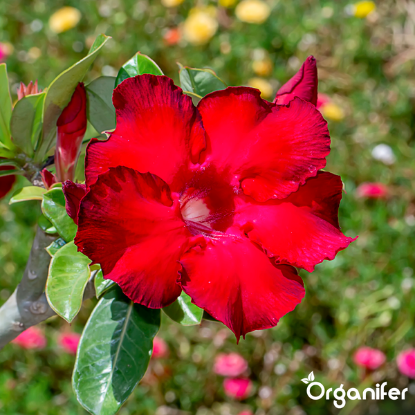 Rote Wüstenrose Adenium in voller Blüte mit grünen Blättern. Organifer Logo.