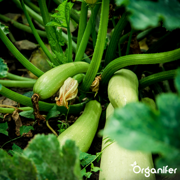 Organifer Bio-Zucchini-Dünger-Konzentrat in der 1 Liter Flasche, ergibt 1000 Liter Düngerlösung.