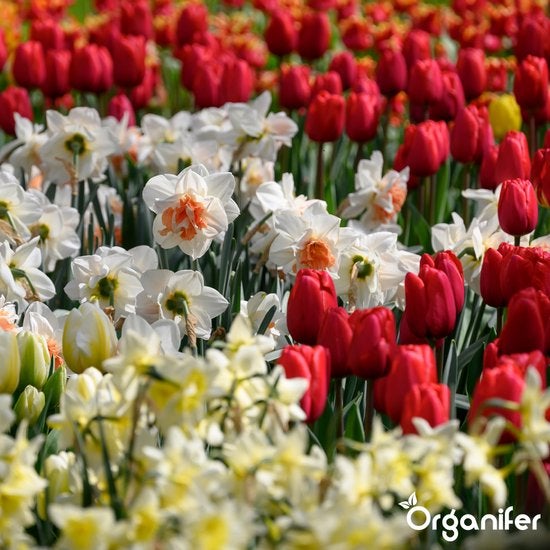 Blumenbeet mit Narzissen und Tulpen