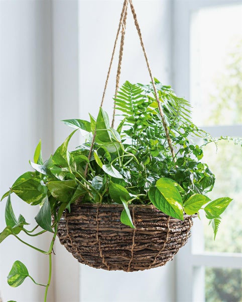 Dekoleidenschaft Pflanzenampel Coconut aus Kokoszweigen, Ø 31 cm, Blumenampel, Hängeampel, Hängeblumentopf