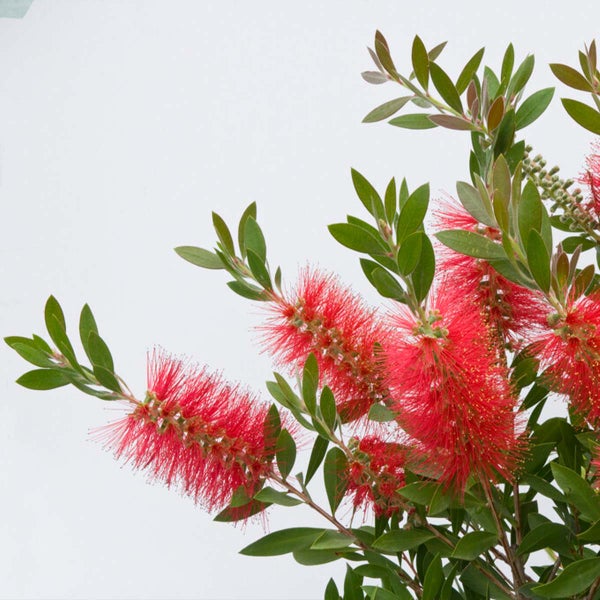 Zylinderputzer-Stämmchen im Topf mit roten Blüten