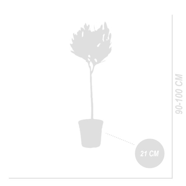 2x Laurus Nobilis Stängel - Küchenlorbeer - Strauch - Immergrün - ⌀21 cm - 90-100 cm