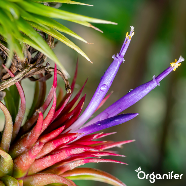 Blühende Tillandsia Luftpflanze mit roten Blättern und violetter Blüte. Organifer Logo.