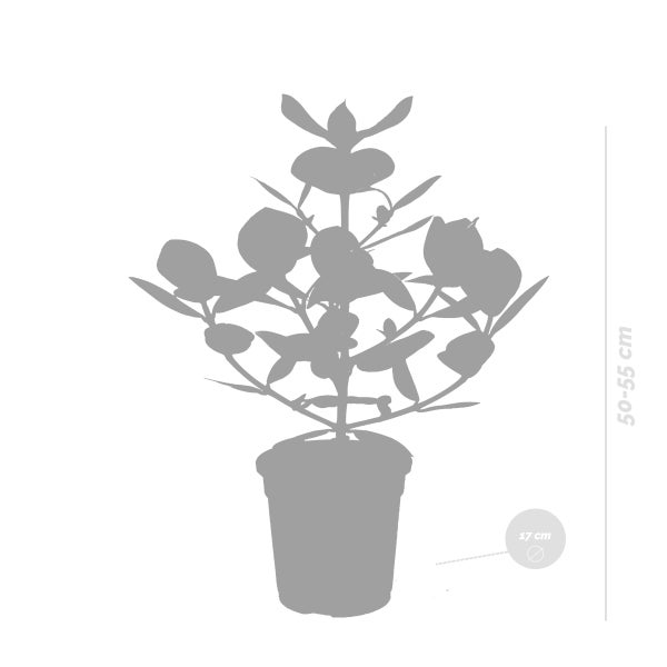 Clusia Rosea Prinzessin | Schweinebaum pro Stück - Zimmerpflanze im Kindergartentopf cm17 cm - ↕55 cm