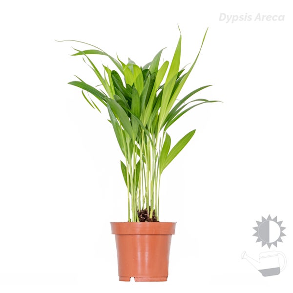 3x Tropische Palmen Mischung inkl. Korb aus Seegras - Pflegeleicht - ⌀12 cm - ↕20-45 cm