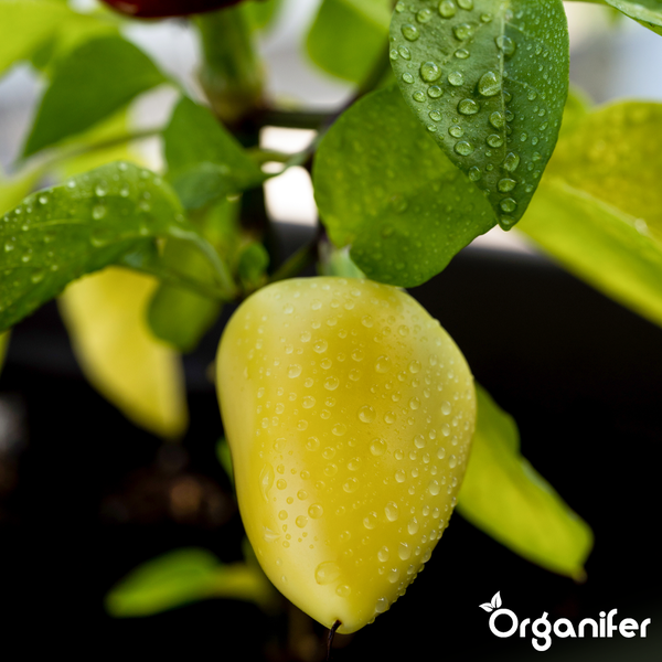 Eine Paprika an einer Pflanze mit Wassertropfen auf der Frucht und den Blättern. Organifer Logo.