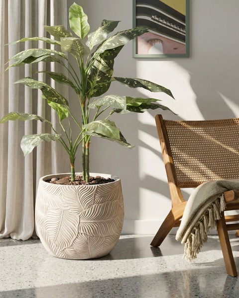 Innenaufnahme mit Dieffenbachia Pflanze in einem dekorativen Übertopf neben einem Holzstuhl