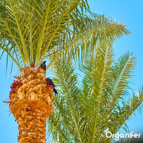 Nahaufnahme einer Palme mit grünen Wedeln, strukturiertem Stamm und kleinen roten Früchten vor hellem, blauem Himmel. Organifer Logo.