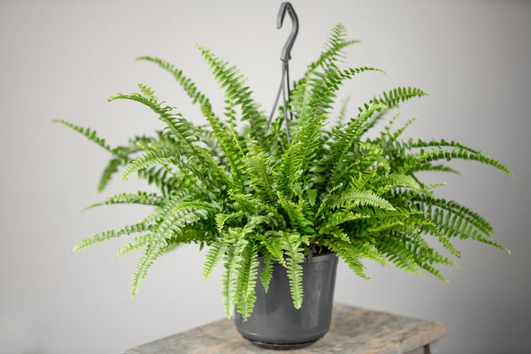 Nephrolepis 'Grüne Dame' | Lockiger Farn im Hängetopf - Zimmerpflanze cm17 cm - ↕20 cm