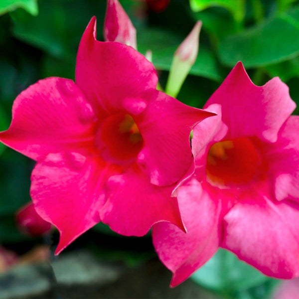 Nahaufnahme von Dipladenia Blüten