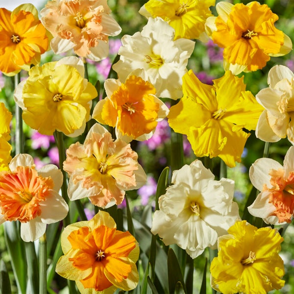 Bloomique - 15er-Mix - Narzisse - Narzisse - Blumenmischung für den ganzen Frühling - Farbmischung - Blumenzwiebeln - Frühlingsblüher - mehrjährige Pflanzen - wird 15-35 cm groß