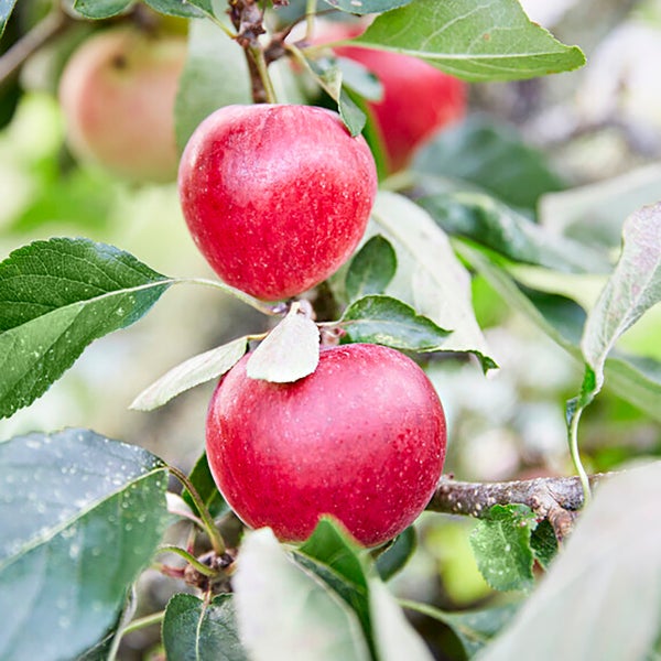 3x Mini-Fruchtmischung – Obstbäume – Pflegeleicht – ⌀9 cm - ↕30-35 cm