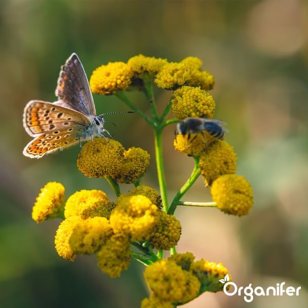 Schmetterling und Biene auf gelben Blüten, Organifer Logo.